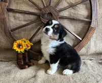 Black Tri Male , a male Miniature American Shepherd for sale in Kalama, WA – 4 of 8