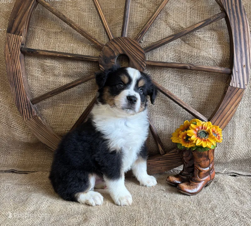 Black Tri Male  – Miniature American Shepherd puppy for sale in Kalama, WA