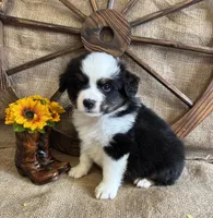 Black Tri Male , a male Miniature American Shepherd for sale in Kalama, WA – 8 of 10