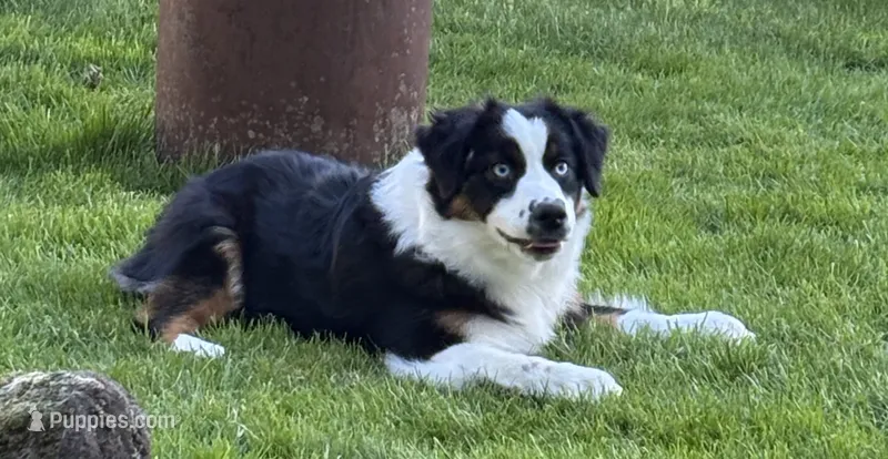 Rein – Miniature American Shepherd puppy for sale in Kalama, WA