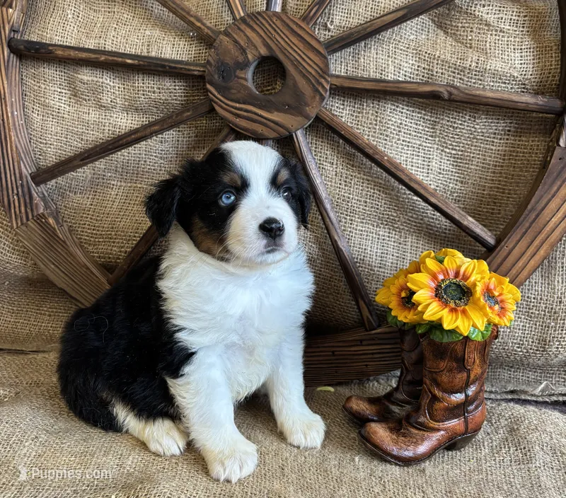 Black Tri Male one BLUE Eye  – Miniature American Shepherd puppy for sale in Kalama, WA