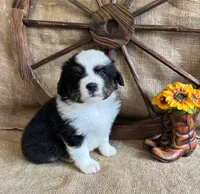 Black Tri Male , a male Miniature American Shepherd for sale in Kalama, WA – 9 of 10