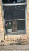 Archie, a male Yorkipoo for sale in Lubbock, TX – 2 of 3