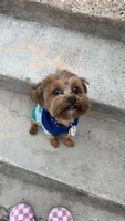 Archie, a male Yorkipoo for sale in Lubbock, TX – 3 of 3