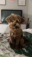 Archie, a male Yorkipoo for sale in Lubbock, TX – 1 of 3