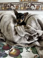 Lucy, a female Chihuahua for sale in Marengo, OH – 2 of 3