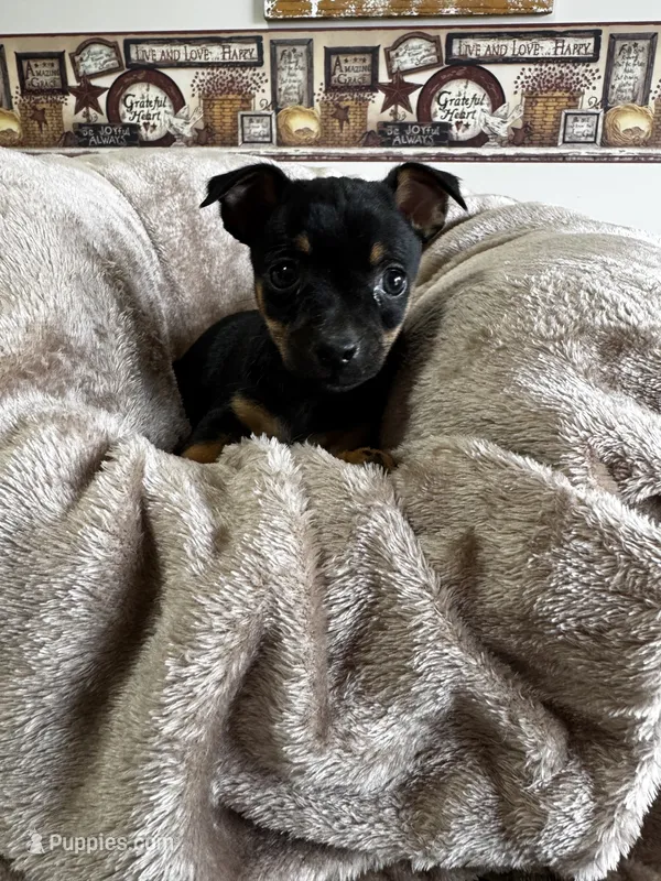 Jack – Chihuahua puppy for sale in Marengo, OH