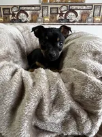 Jack, a male Chihuahua for sale in Marengo, OH – 1 of 3