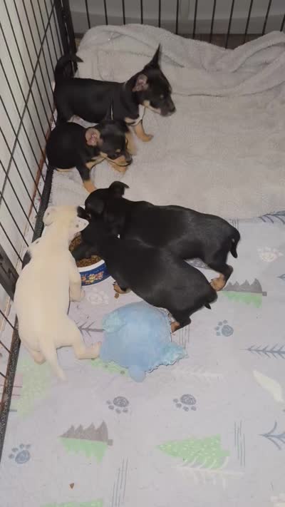Jack, a male Chihuahua for sale in Marengo, OH – 3 of 3