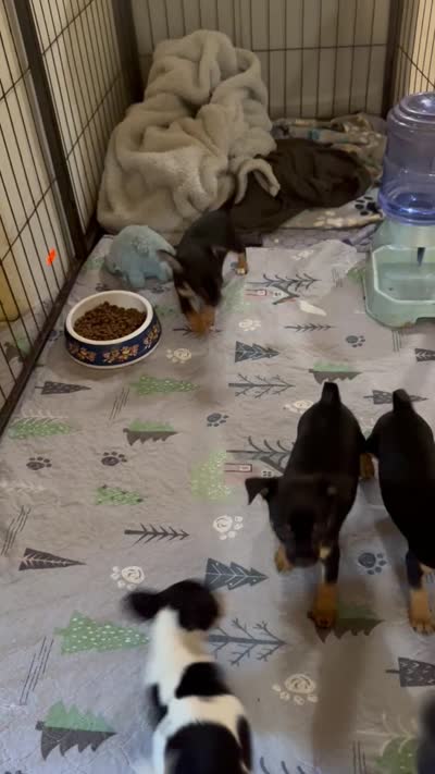 Lucy, a female Chihuahua for sale in Marengo, OH – 3 of 3