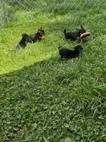 Jack, a male Chihuahua for sale in Marengo, OH – 2 of 3