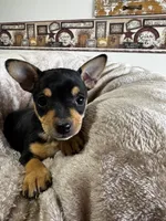 Lucy, a female Chihuahua for sale in Marengo, OH – 1 of 3