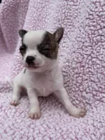 Leo , a male Chihuahua for sale in Mattoon, IL – 3 of 10