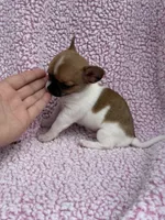 Oliver , a male Chihuahua for sale in Mattoon, IL – 5 of 10