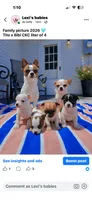 Oliver , a male Chihuahua for sale in Mattoon, IL – 9 of 10