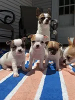 Oliver , a male Chihuahua for sale in Mattoon, IL – 10 of 10