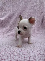 Toby , a male Chihuahua for sale in Mattoon, IL – 4 of 10