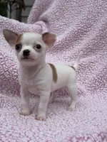Toby , a male Chihuahua for sale in Mattoon, IL – 7 of 10