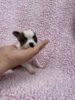 Leo , a male Chihuahua for sale in Mattoon, IL – 2 of 10
