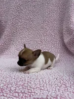 Oliver , a male Chihuahua for sale in Mattoon, IL – 7 of 10