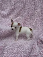 Toby , a male Chihuahua for sale in Mattoon, IL – 5 of 10