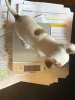 Toby , a male Chihuahua for sale in Mattoon, IL – 8 of 10