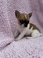 Oliver , a male Chihuahua for sale in Mattoon, IL – 4 of 10