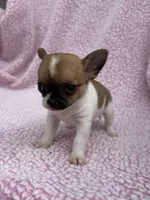 Oliver , a male Chihuahua for sale in Mattoon, IL – 3 of 10