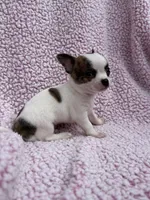 Leo , a male Chihuahua for sale in Mattoon, IL – 9 of 10