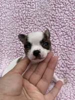 Leo , a male Chihuahua for sale in Mattoon, IL – 10 of 10