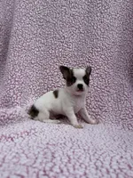 Leo , a male Chihuahua for sale in Mattoon, IL – 6 of 10