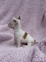 Toby , a male Chihuahua for sale in Mattoon, IL – 3 of 10