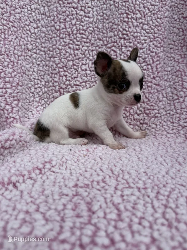 Leo , a male Chihuahua for sale in Mattoon, IL – 1 of 10