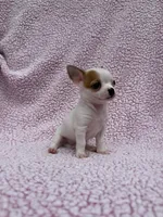 Toby , a male Chihuahua for sale in Mattoon, IL – 2 of 10