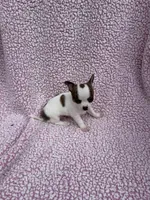 Leo , a male Chihuahua for sale in Mattoon, IL – 7 of 10