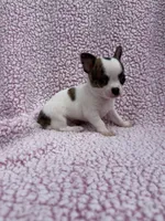 Leo , a male Chihuahua for sale in Mattoon, IL – 8 of 10