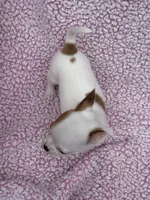 Toby , a male Chihuahua for sale in Mattoon, IL – 6 of 10