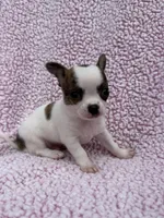 Leo , a male Chihuahua for sale in Mattoon, IL – 5 of 10