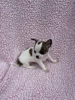 Leo , a male Chihuahua for sale in Mattoon, IL – 4 of 10