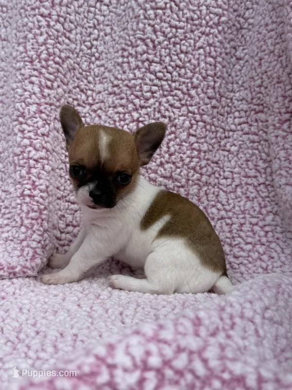 Oliver  – Chihuahua puppy for sale in Mattoon, IL