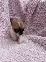 Oliver , a male Chihuahua for sale in Mattoon, IL – 8 of 10