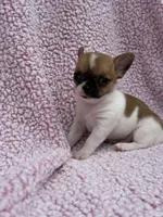 Oliver , a male Chihuahua for sale in Mattoon, IL – 6 of 10