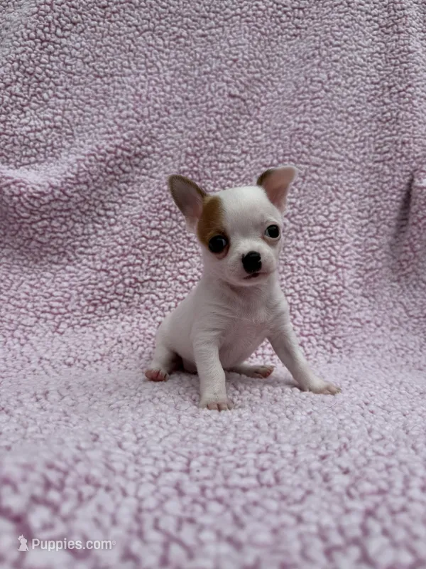 Toby , a male Chihuahua for sale in Mattoon, IL – 1 of 10