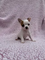 Toby , a male Chihuahua for sale in Mattoon, IL – 1 of 10