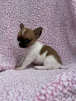 Oliver , a male Chihuahua for sale in Mattoon, IL – 2 of 10