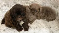 Brezlyn Chocolate boy, a male Shih Tzu for sale in Cherokee, IA – 3 of 3