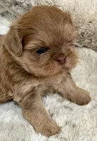 Denim male #3, a male Shih Tzu for sale in Cherokee, IA – 1 of 5