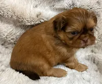 Denim male #4, a male Shih Tzu for sale in Cherokee, IA – 1 of 5