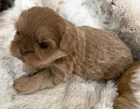 Denim male #3, a male Shih Tzu for sale in Cherokee, IA – 3 of 5