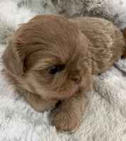 Denim male #3, a male Shih Tzu for sale in Cherokee, IA – 2 of 5